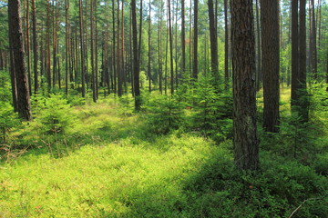 Pine forest in summer season in Poland