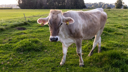 Jungvieh auf der Sommerweide