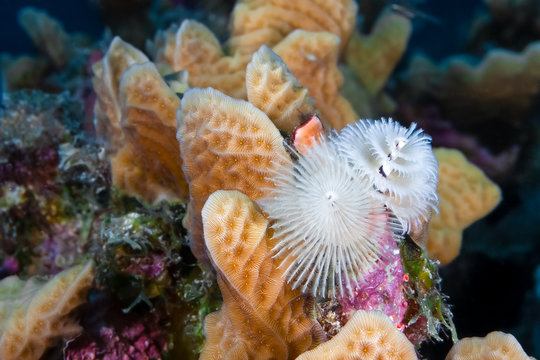 Beautiful all white Christmas Tree tube worm, spirobranchus giganteus, with its feather-like tentacles called radioles extended from a stony coral for feeding and respiration. Photo taken in Bonaire. 
