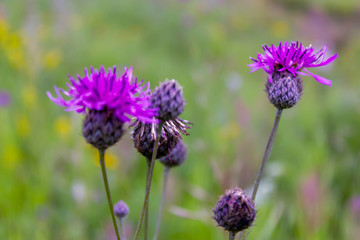 Flower burdock on a blurred background close-up. Bright flower burdock on a blurred background close-up.