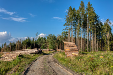 Fototapeta na wymiar Piled logs of harvested wood in forest