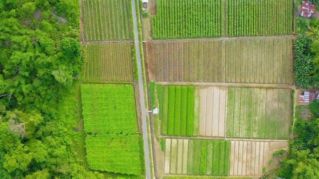 Aerial drone footage from top view of beautiful vegetable farm and paddy field pattern at Sabah, Borneo 