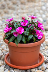 pink New Guinea impatiens flowers in pots