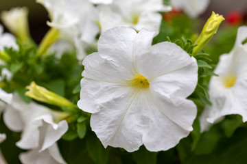Obraz na płótnie Canvas White Petunia Surfinia Vein