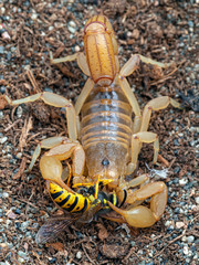 adult female stripe-tailed scorpion, Paravaejovis spinigerus, eating a yellowjacket wasp, Dolichovespula arenaria, from above
