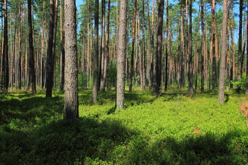 Pine forest in summer, Poland