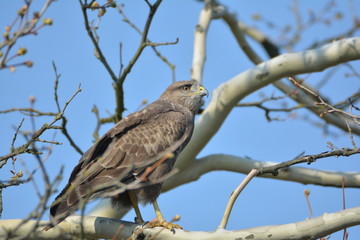 Bussard