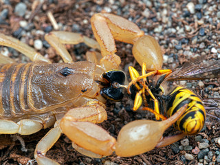 adult female stripe-tailed scorpion, Paravaejovis spinigerus, eating a yellowjacket wasp, Dolichovespula arenaria,  close-up side view