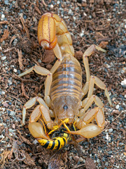 adult female stripe-tailed scorpion, Paravaejovis spinigerus, eating a yellowjacket wasp, Dolichovespula arenaria, from above