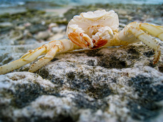 A crab's exoskeleton is left behind on the rocky Bonaire coastline after molting. 