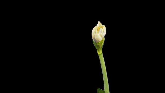 4K. Growth of White hippeastrum flower buds ALPHA matte, Ultra HD. (Hippeastrum White), timelapse, 4096x2304.