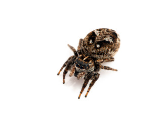 gravid female jumping spider, Calositticus floricola palustris, 3/4 view, isolated