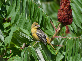 Young Northern Oriole
