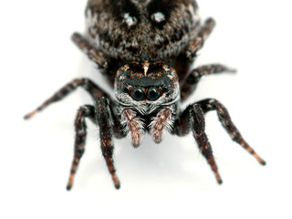 gravid female jumping spider, Calositticus floricola palustris, close-up view of face, isolated