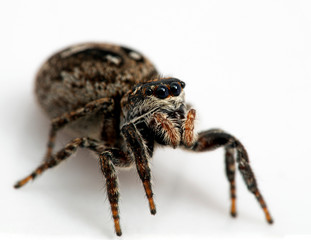 gravid female jumping spider, Calositticus floricola palustris, close-up 3/4 view, isolated
