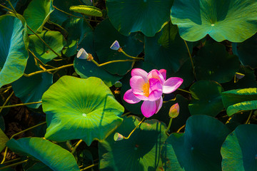 lotus water lily blooming on water surface and green leave