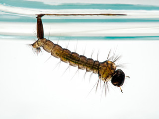 Mosquito larva resting under the surface of the water, breathing through its posterior siphon, side view
