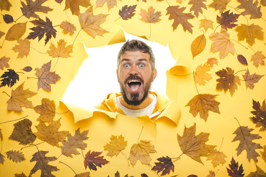 Bearded man playing with leaves and looking at camera. Autumn boy preparing for Autumn sale. Funny face. Beautiful young man with beard having fun with Leaf fall. Man preparing for autumn sunny day.