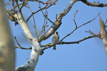Vogel