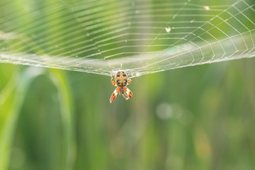  araña grande en su tela de araña