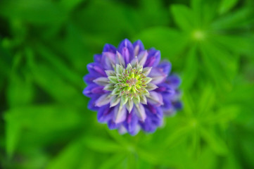 Obraz premium Close-up of garden lupin violet flower viewed from the top with blurred background. Known as Lupinus polyphyllus (large-leaved, many-leaved) grows along streams and creeks, preferring moist habitats