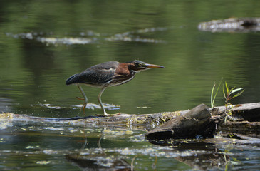 Young Green Heron