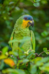 The parrot, also known as laurel, blond, ajeru, ajuru, jeru and juru [1], is one of many birds belonging to the order of the Psittaciformes, family Psittacidae, mainly of the genus Amazona 