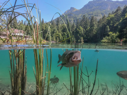 Blausee mit Forelle, Schweiz - Unter- und Oberwasser