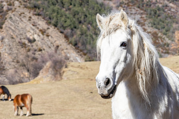 horse in green field