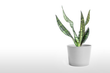 Sansevieria plant in pot on white table