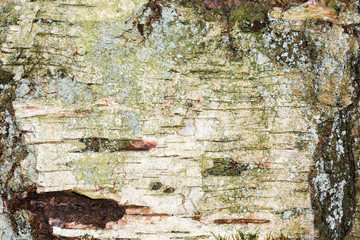 Holz. Textur - Hintergrund