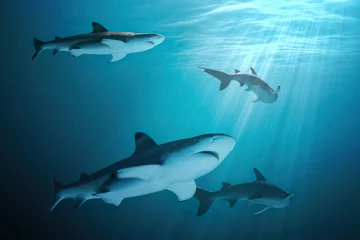 Viele Haie schwimmen unter Wasser im Ozean. © vchalup
