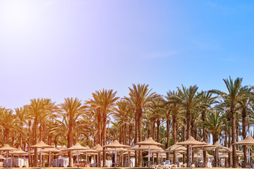 Palm trees on a beach with blue sky