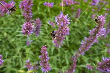 Bumble bees on a lavender field in summer