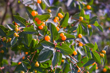 Branches of Frangula alnus with red berries. Fruits of Frangula alnus.