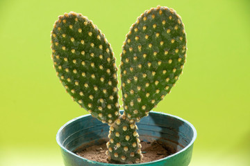 Cactus OPUNTIA MICRODASYS