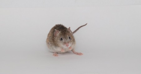 mouse in front of white background