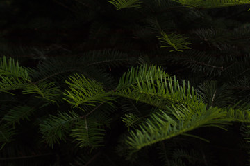 Close-up of young, bright green twigs growing on last year's dark branches of spruce in the park