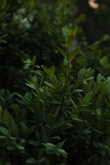 ncut evergreen bush for landscape design close-up in soft rays of daylight