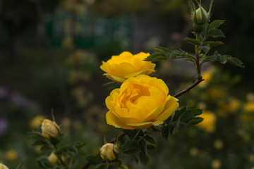 a pair of freshly blossomed buds of white roses on a bush with green leaves