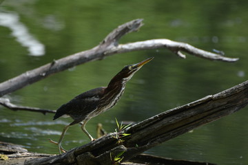 Young Green Heron
