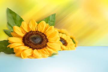 Bright little sun flowers isolated over a blue light color background and motion blur effect. Mock up template with copy space. Ukranian flag colors.
