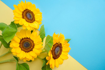 Sun flower isolated over a ukrainian flag. Bright little sunflowers on yellow and blue background. Mock up template. Copy space for text
