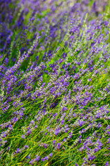 Lavandula or lavender respectively, background of flowering plants.