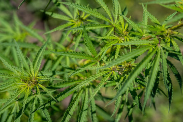 bushes hemp plant. Bushes of the cannabis plant close-up