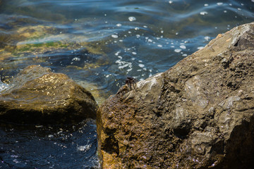 View of the blue water of the Black sea and coastal cliffs on the coast