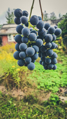 Bunch of dark grapes with green background in daylight