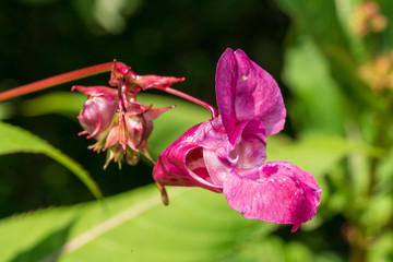 Rosarote Bl&uuml;ten