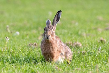 A cute young brown hare in the grass