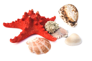 Sea shells isolated on white concept of living underwater organisms